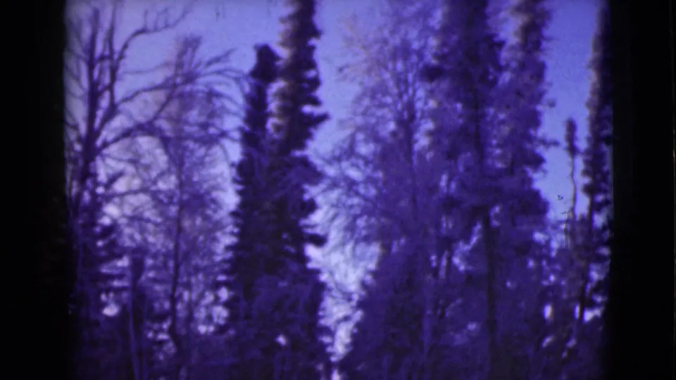 1946 Alaska winter forest frame with tall conifers, bare branches, snow-toned trees, and a strong purple-blue color cast.
