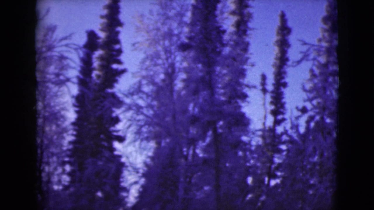 Purple-tinted winter trees and bare branches seen through dark 8mm frame edges.