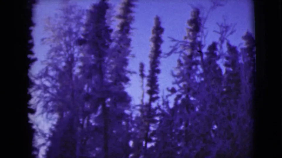 1946 Alaska 8mm frame with clustered evergreens and leafless branches tinted deep purple-blue by the film scan.