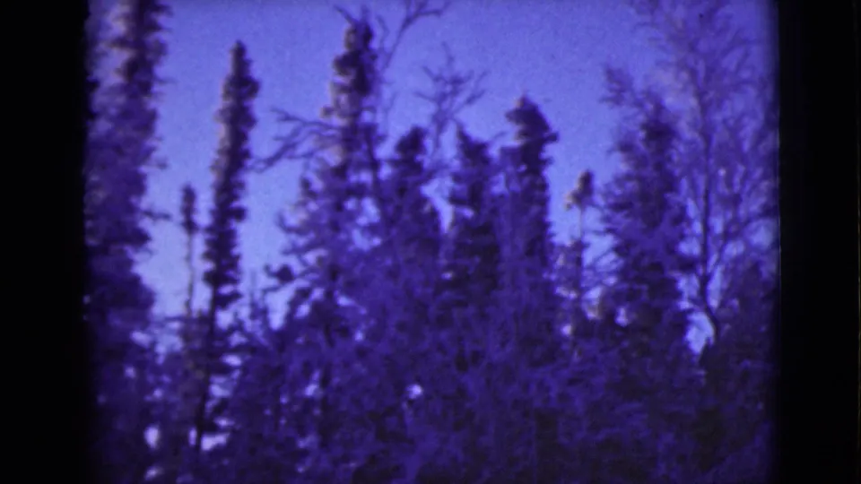 1946 Alaska 8mm frame showing tall conifers and winter brush in a soft, purple-tinted home-movie view.