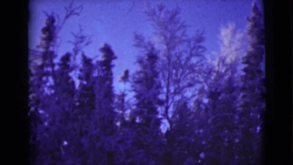 1946 Alaska 8mm frame with treetops, bare branches, and a pale winter sky rendered in purple-blue film color.