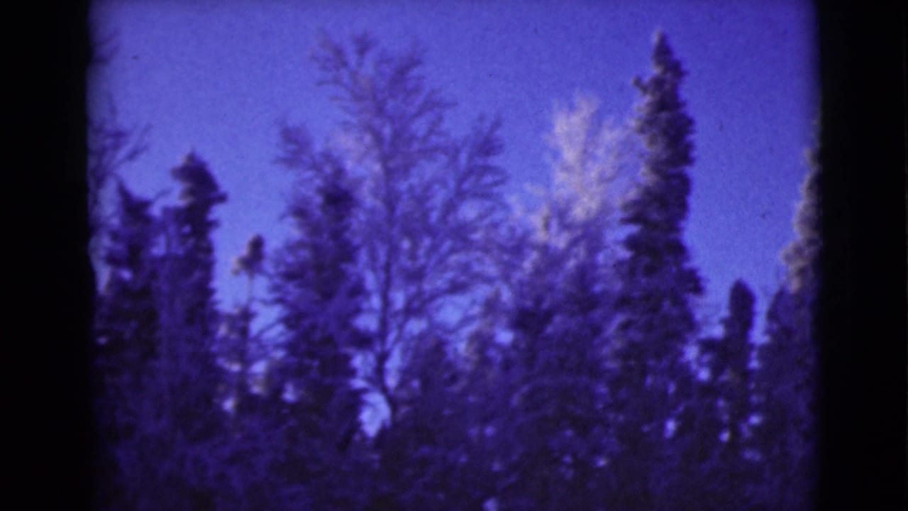 Tall trees silhouetted against a blue-purple sky in a soft 8mm frame.
