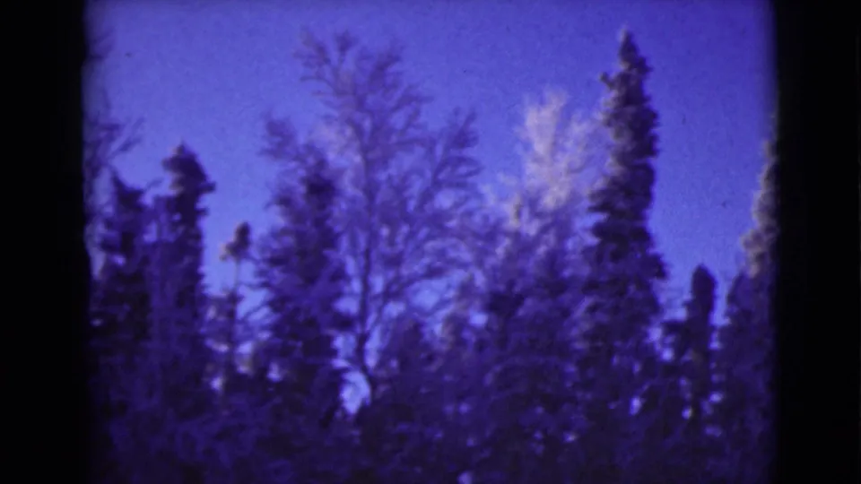 1946 Alaska 8mm frame showing dark conifers and bare branches against a saturated blue-purple sky.