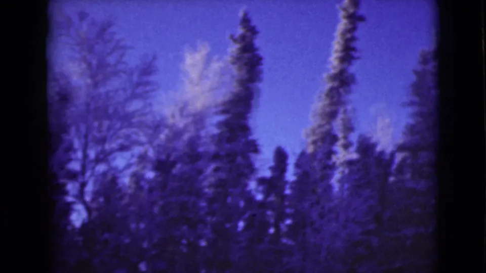 1946 Alaska forest view with conifers, pale upper branches, and a saturated purple-blue sky in soft focus.