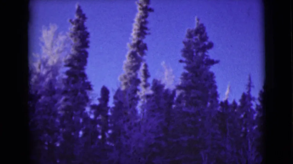1946 Alaska 8mm frame showing tall conifers and bare tree limbs, with strong blue-purple color shift and soft focus.