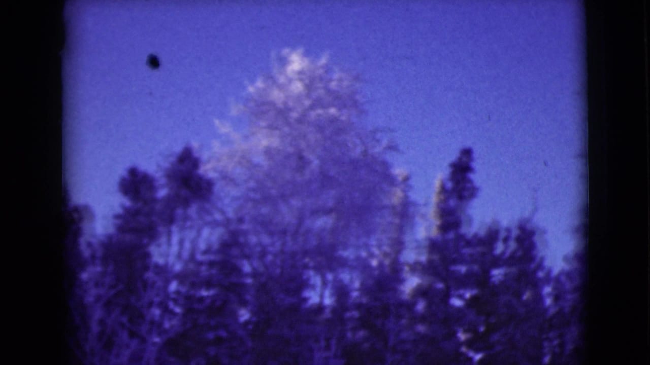 Evergreen and bare trees against a blue-purple winter sky.