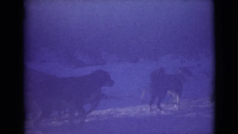 1946 Alaska 8mm frame showing husky-type dogs in harness moving across snow, with trees and mountains faintly visible.