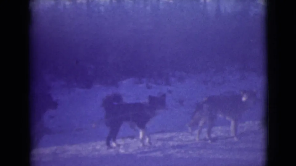 1946 Alaska home-movie frame with a small sled-dog team on snow, partly softened by age tint and motion blur.
