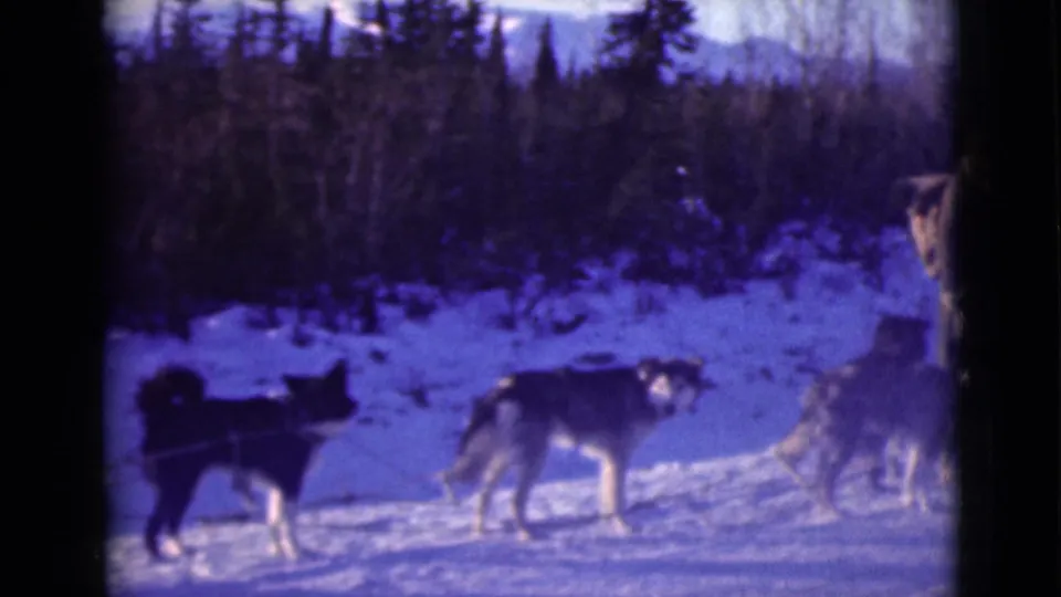 1946 Alaska frame showing husky-type dogs in harness on snow, with a wooded backdrop and blue-toned 8mm color shift.