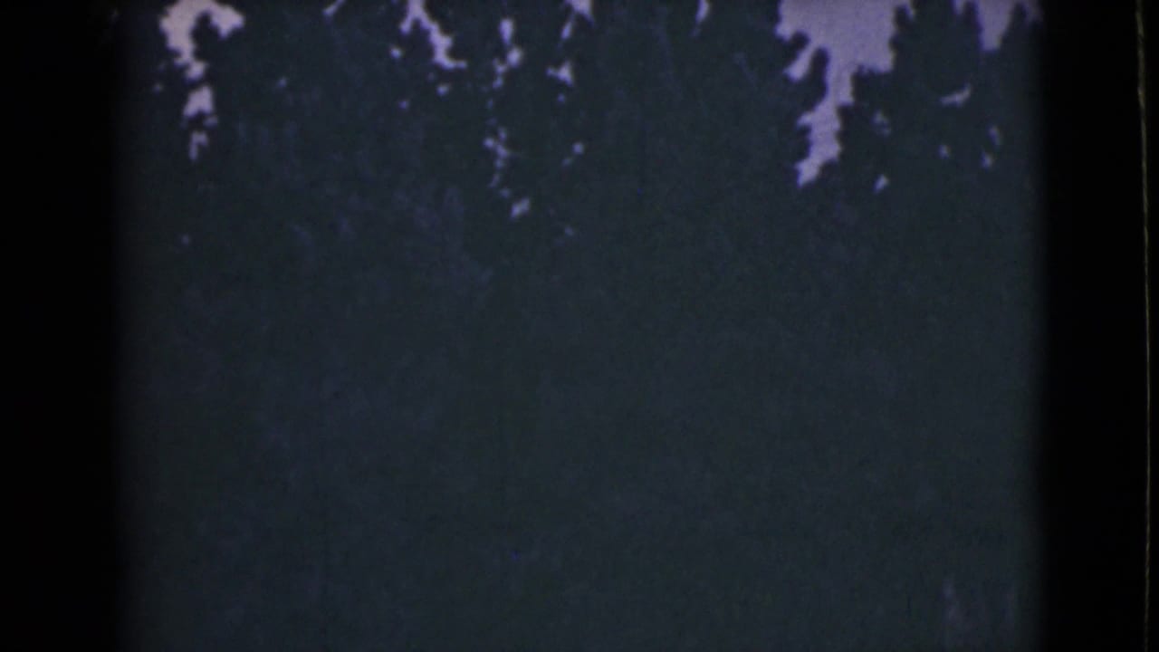 Dark evergreen trees silhouetted against a dim purplish sky.