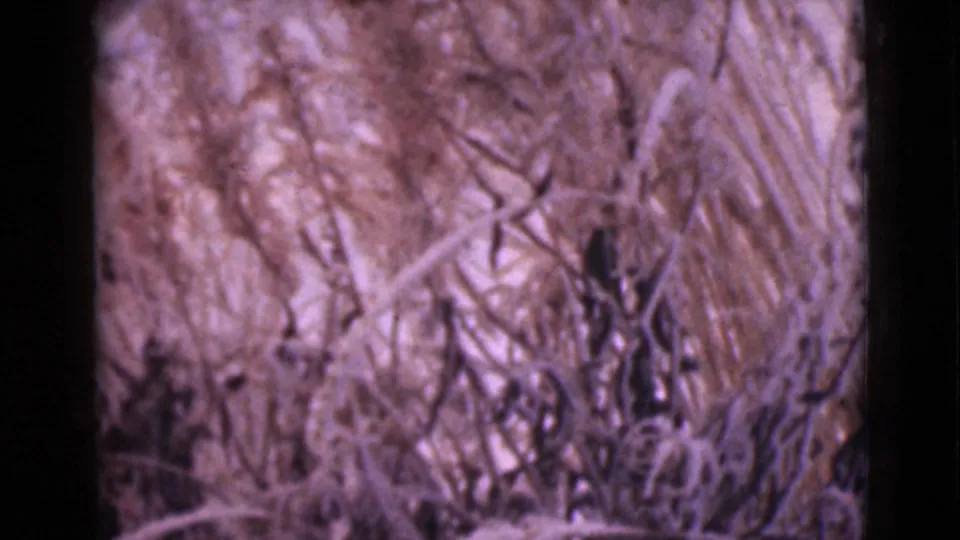 Daylight 8mm close-up from Alaska showing tangled grasses, stems, and brush with strong grain and color shift.