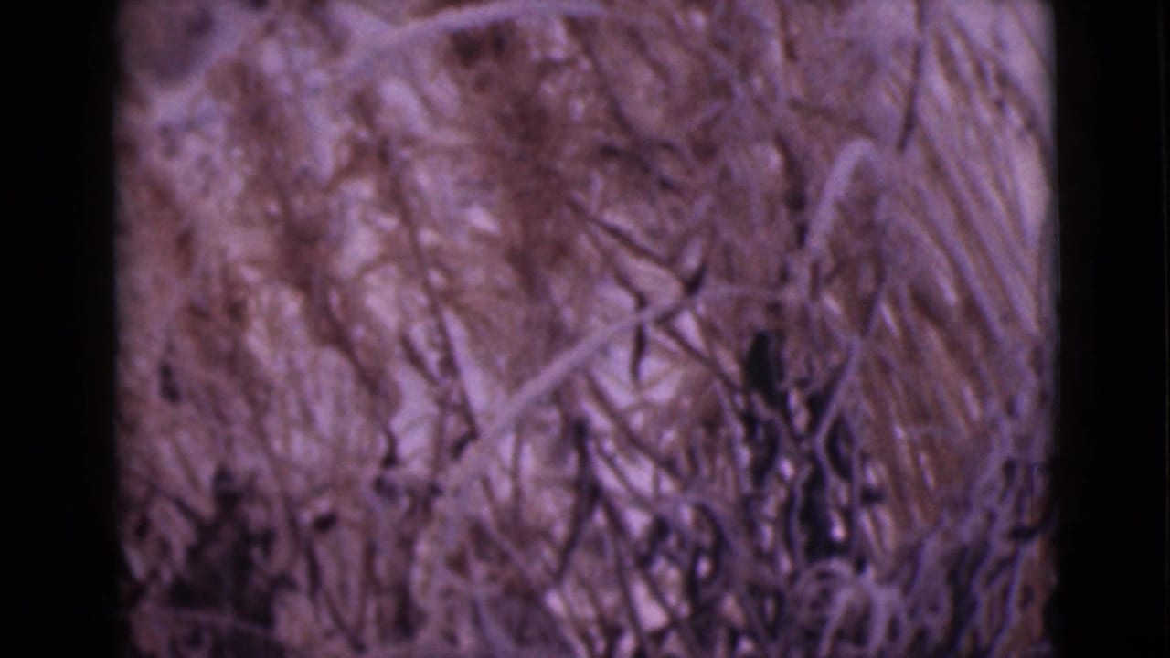1946 Alaska 8mm frame showing a soft close-up of dried fibrous vegetation, tangled stems, and purple-brown film color shift.