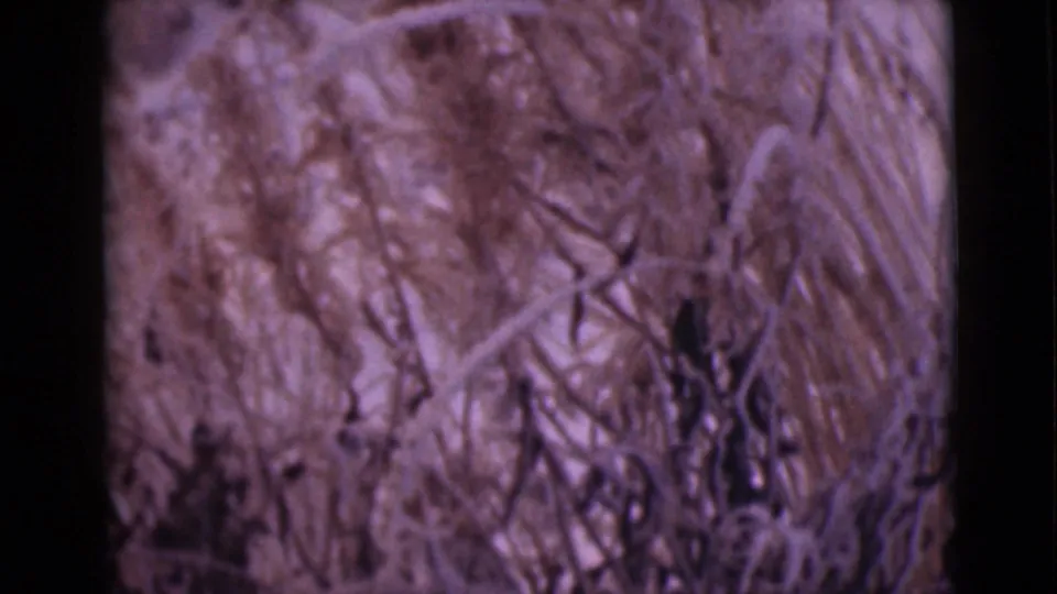 1946 Alaska 8mm frame showing a soft close-up of dried fibrous vegetation, tangled stems, and purple-brown film color shift.