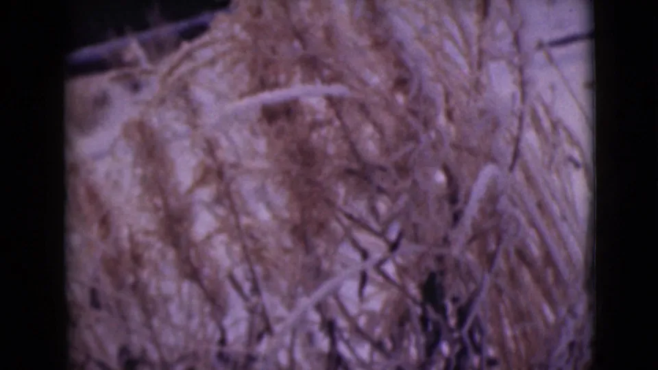 1946 Alaska home-movie frame with dried plant fibers, thin stems, and soft handheld framing against dark film borders.