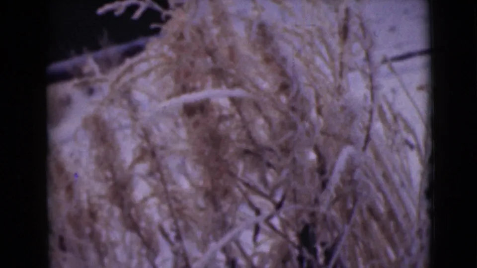 1946 Alaska 8mm frame showing pale dried plant fibers and tangled brush texture in a close natural detail shot.