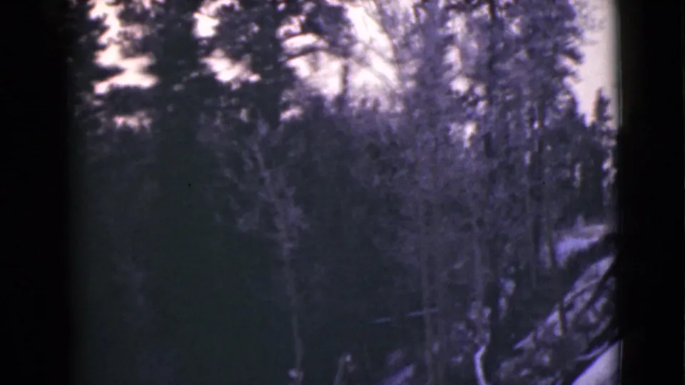 1946 Alaska 8mm frame showing shadowed evergreens, lighter bare branches, brush, and a pale sky in a soft scenic view.