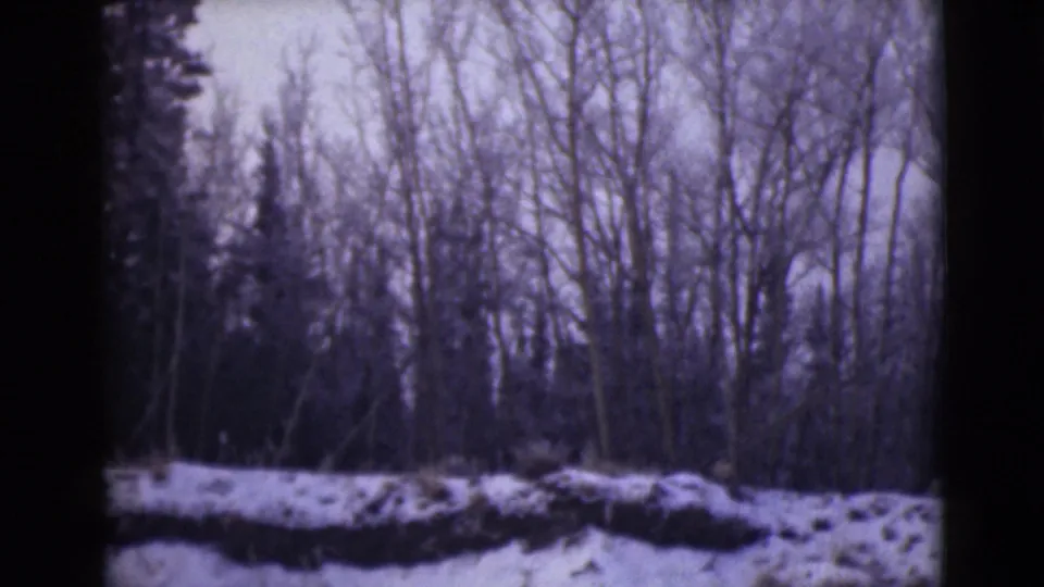 1946 Alaska 8mm frame with snow-covered uneven ground and a dense screen of bare trees in a winter forest landscape.