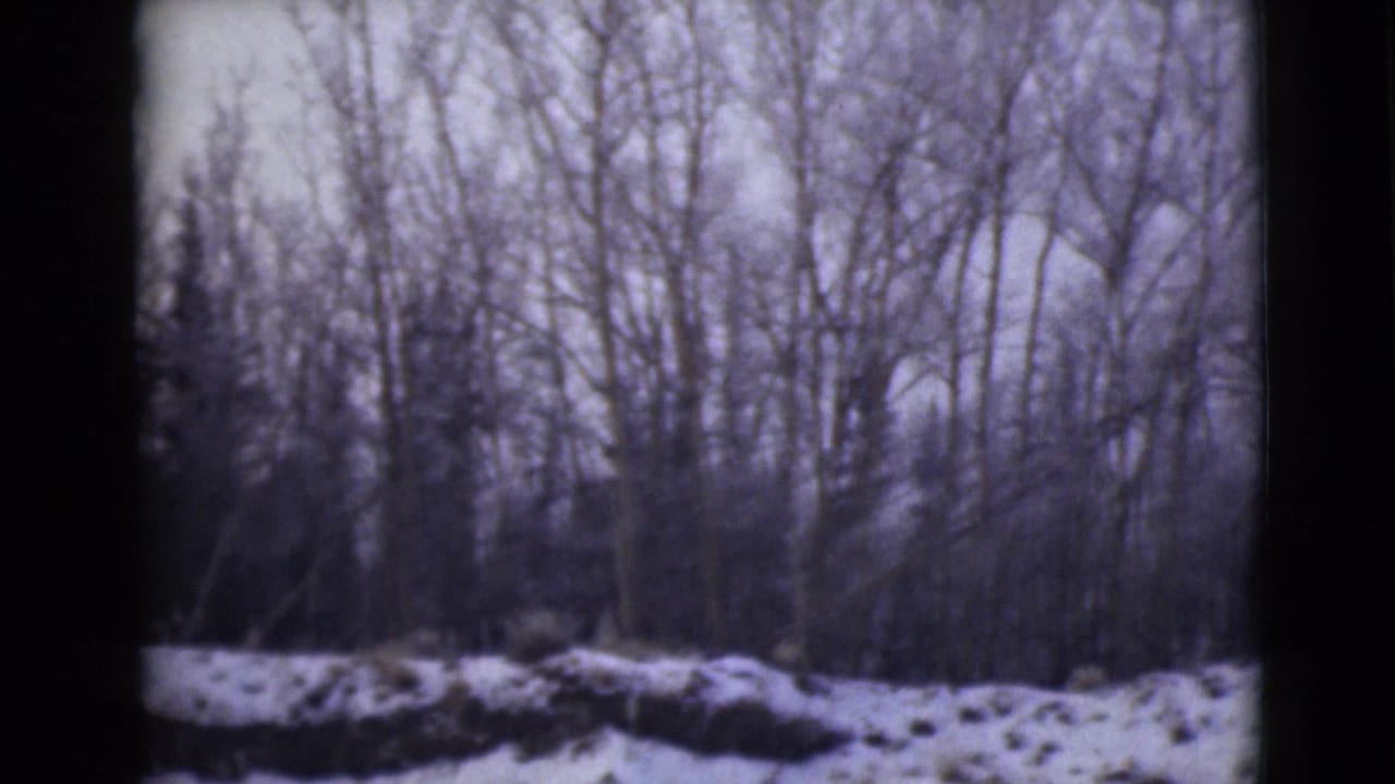 Snowy ground and bare winter trees seen through an 8mm frame edge.