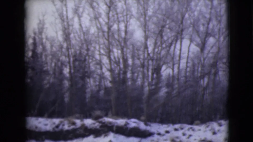 1946 Alaska home-movie frame showing snow along a wooded roadside with leafless trees and a pale sky.