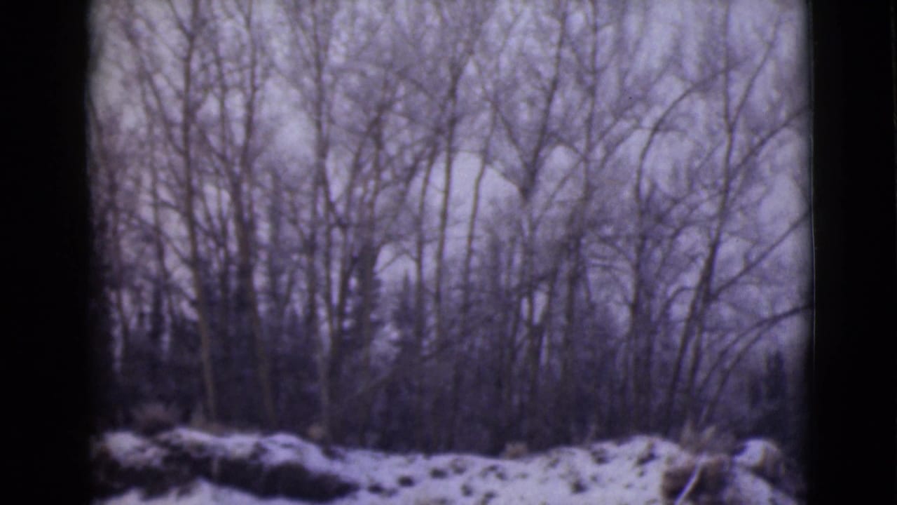 Bare trees and snowy roadside brush in a soft 8mm winter landscape.