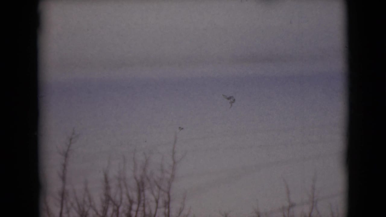 Bare branches rise from a snowy field beneath a pale overcast sky.