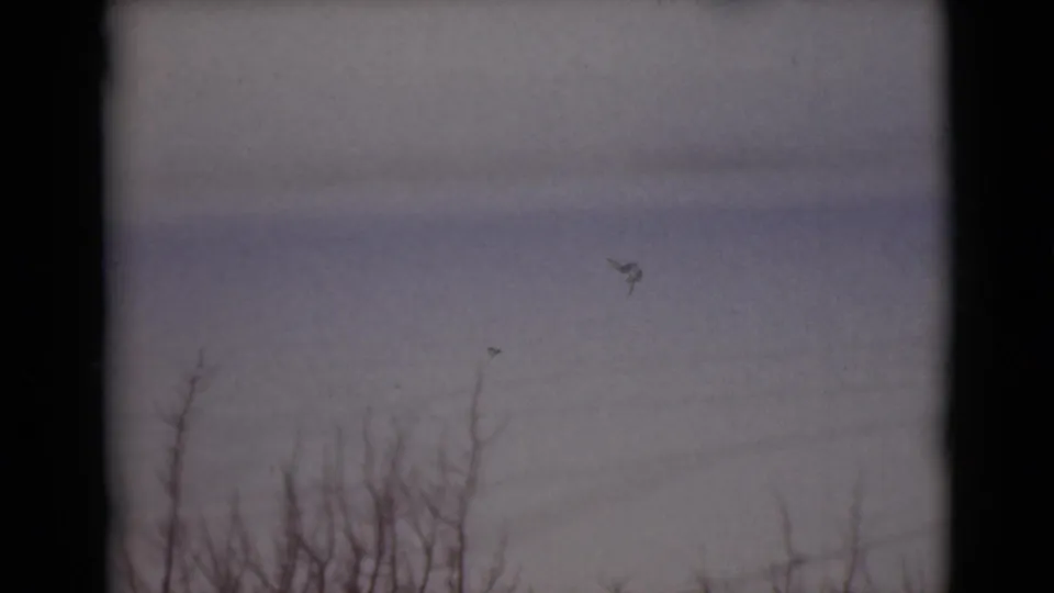 1946 Alaska 8mm frame showing leafless brush above snow under a muted winter sky, with dark film gate edges.