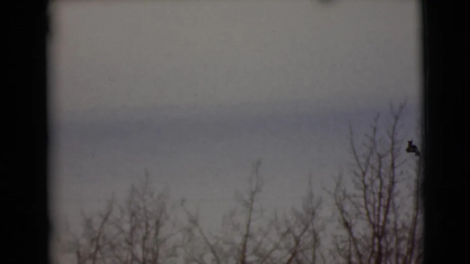 1946 Alaska 8mm frame showing bare branches beneath a pale overcast sky with visible film wear near the edge.