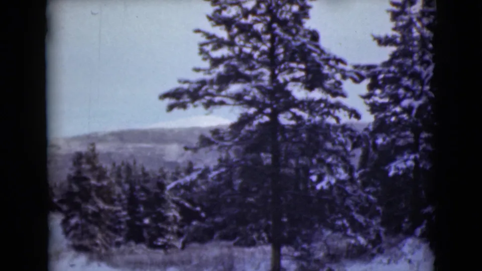 1946 Alaska 8mm frame showing dense evergreens, snow-covered brush, and distant mountains in winter light.
