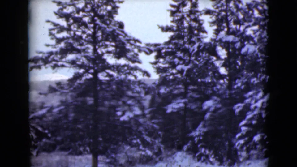 1946 Alaska home-movie frame showing dense snow-covered evergreens and distant wooded terrain in winter light.