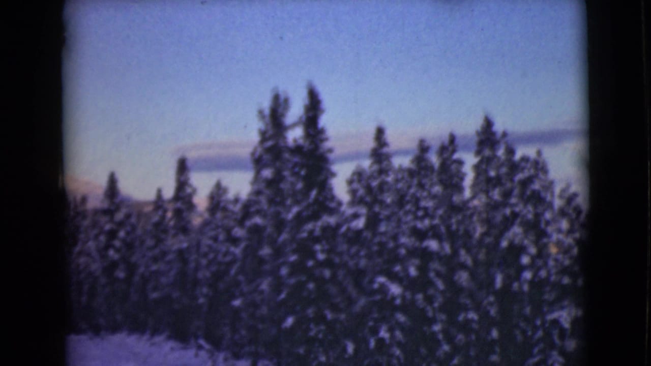 Snow-covered evergreen trees beneath a pale winter sky.