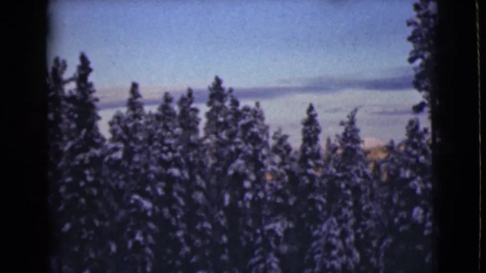 1946 Alaska home-movie frame of a snow-covered evergreen forest beneath a clear blue winter sky.