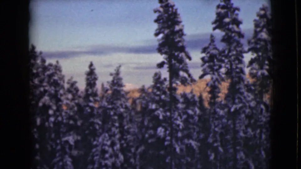 1946 Alaska home-movie frame with snow-heavy pine branches, a blue winter sky, and distant hills glimpsed beyond the trees.