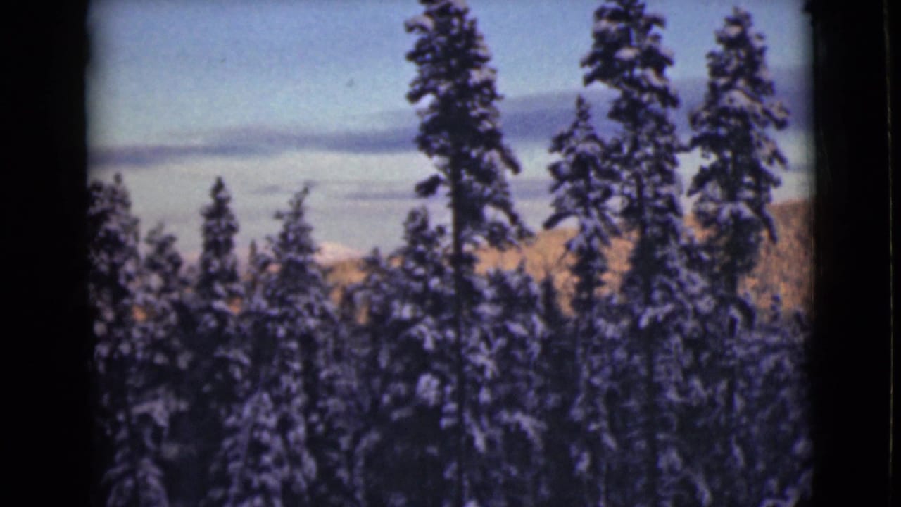 Snow-covered evergreen trees stand against a pale winter sky at dusk.