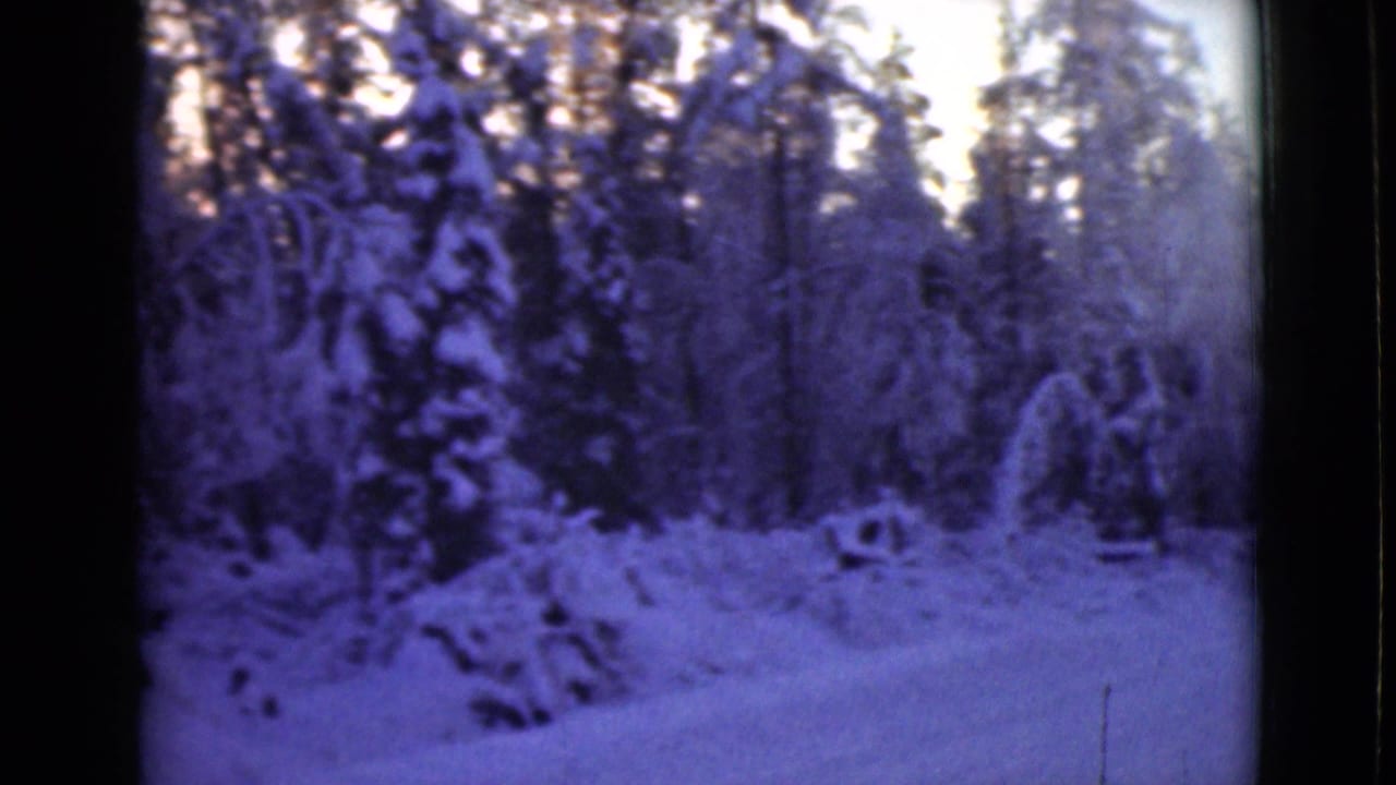 Snow-covered evergreen trees and deep ground snow under a pale winter sky.