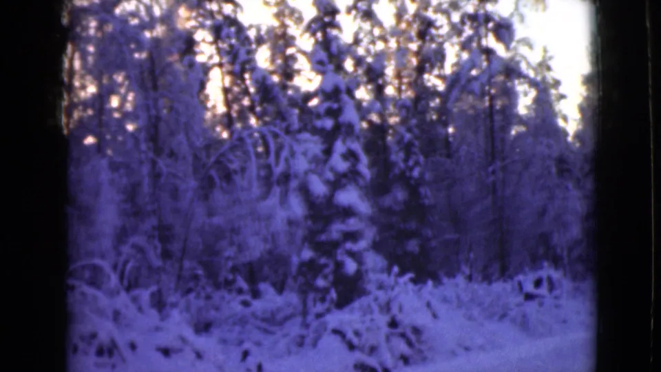 1946 Alaska home-movie frame of dense snow-laden trees, with a cool purple cast and bright winter sky.