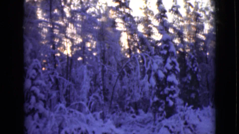 1946 Alaska 8mm frame looking into a snow-covered forest, with tall trunks, heavy branches, and aged film grain.