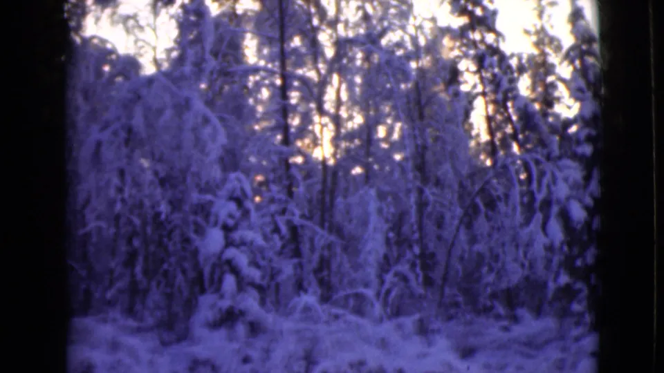 1946 Alaska home-movie frame of a still winter forest, with heavy snow on branches and a purple-tinted film scan.