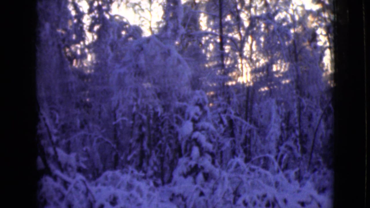 Snow-covered trees seen through dark vertical edges with pale sky behind them.