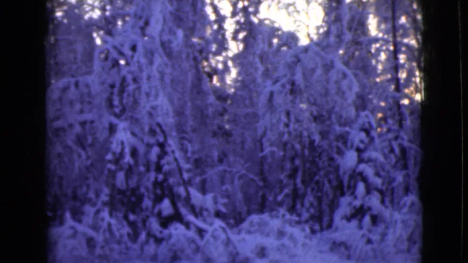 Snowy Alaska woodland appears in soft 8mm color, with frosted branches and dark frame edges in the foreground.