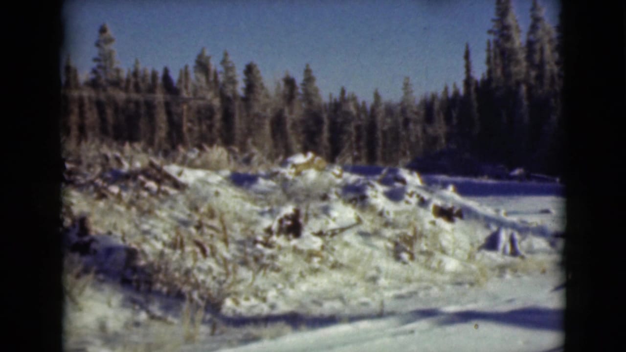 Snowy open ground with brush and a dark evergreen forest line under blue sky.