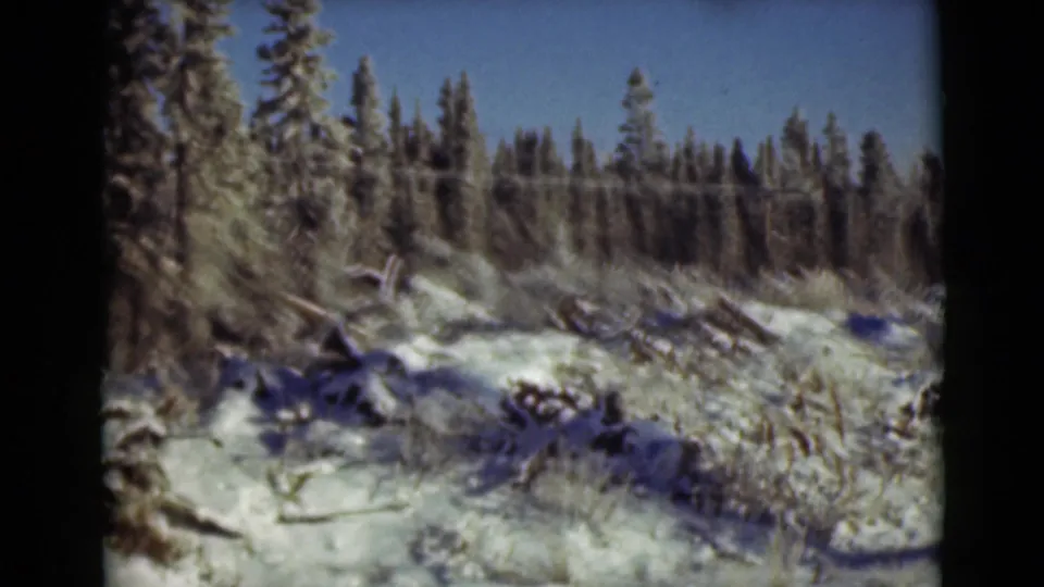1946 Alaska 8mm frame with snow-covered brush, fallen wood, and a dense evergreen border in soft winter light.