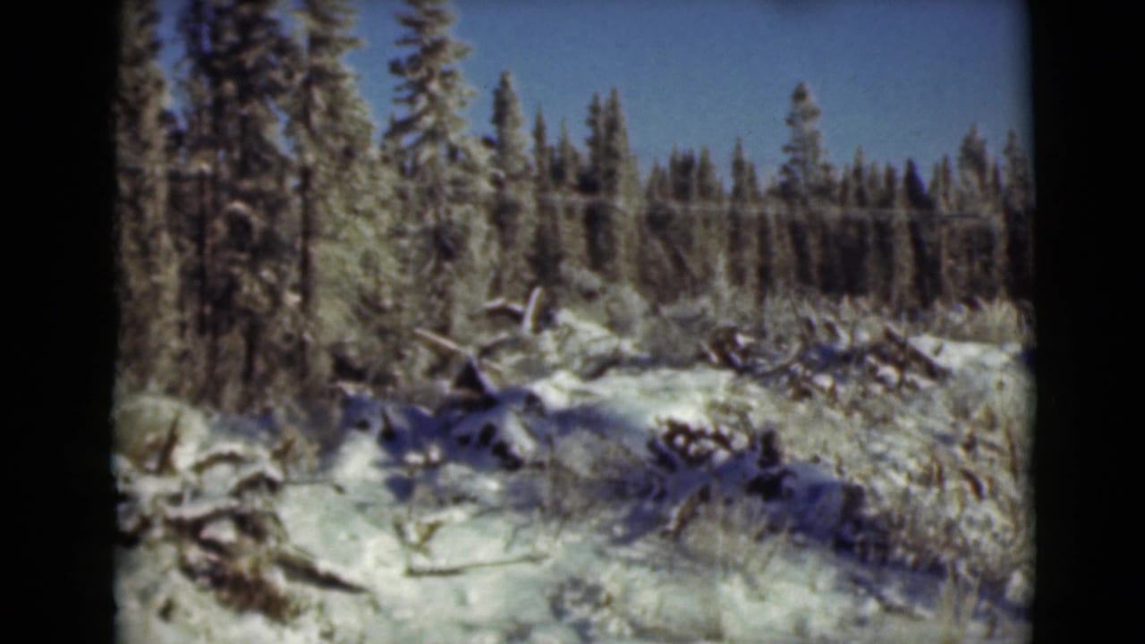 Snow-covered evergreen forest with fallen branches and blue sky.