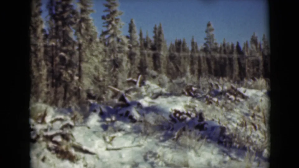 1946 Alaska 8mm frame of snowy evergreen woods, fallen branches, and a clear blue winter sky.