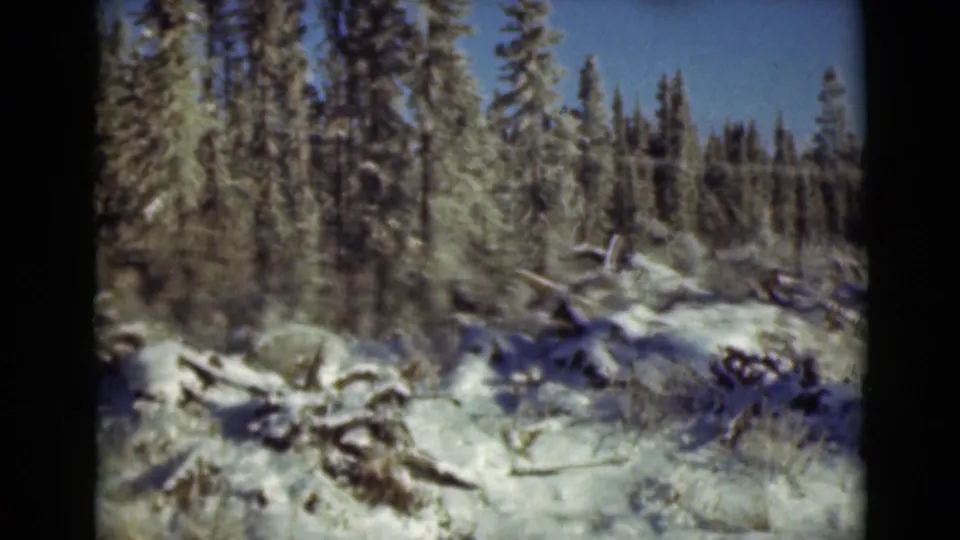 1946 Alaska home-movie frame showing snow, evergreen trees, and fallen wood in a winter forest.