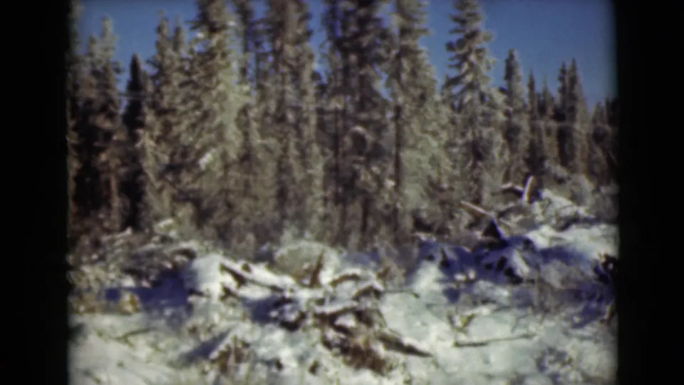 1946 Alaska 8mm view of conifers, snow-covered ground, and scattered fallen branches in winter woods.