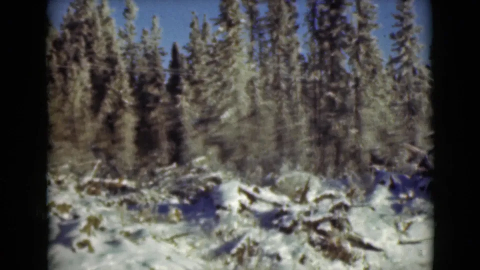 1946 Alaska home-movie frame of dense evergreens, snow, and fallen branches in a quiet winter landscape.
