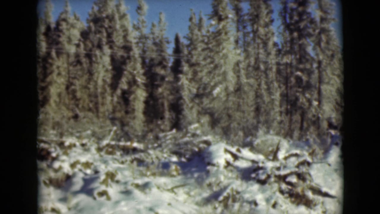 Snowy evergreen forest with rocks and fallen branches under blue sky.