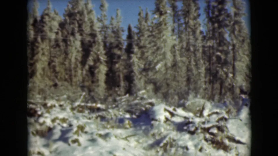 1946 Alaska 8mm frame showing snow-covered forest floor, evergreens, rocks, fallen branches, and blue sky.