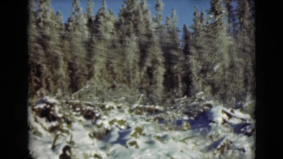 1946 Alaska 8mm view of a snowy evergreen stand with scattered rocks and fallen wood in the foreground.