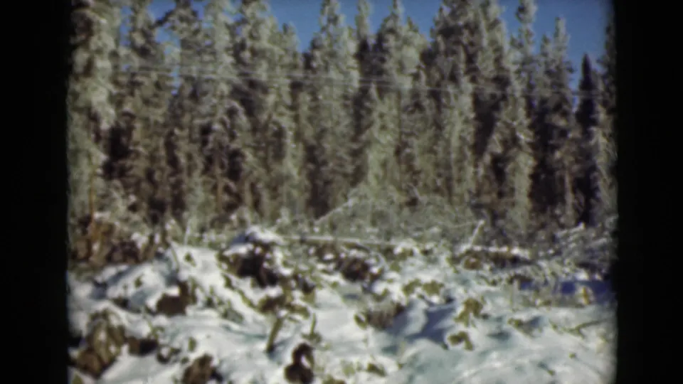 1946 Alaska home-movie frame with snow-dusted evergreens and a rocky foreground softened by 8mm film texture.